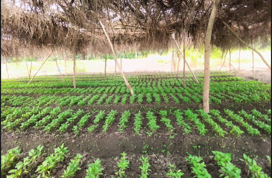 Jardin agroécologique