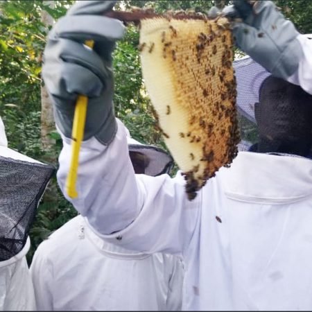 Apiculture moderne