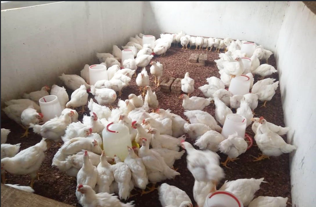 Jardin agroécologique