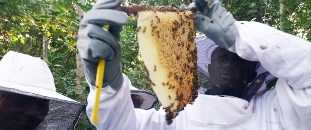 Nous produisons du miel 100% Bio